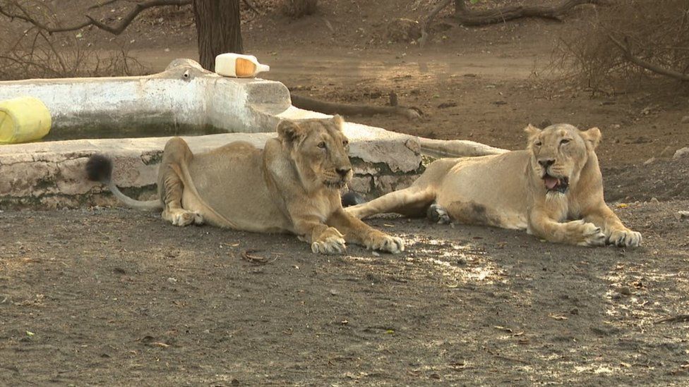 Two lionesses resting on the ground near a stone water trough, dusty brown earth, muted tan and brown tones, calm mood